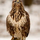 (Buteo buteo)