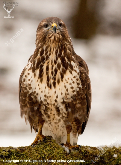 (Buteo buteo)