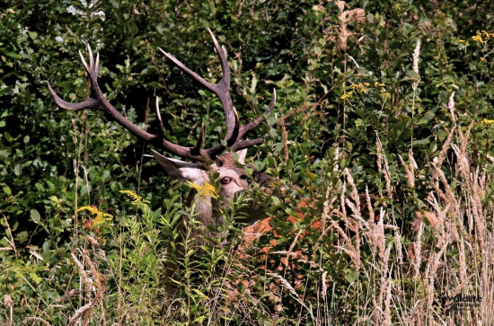 (Cervus elaphus)