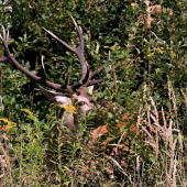 (Cervus elaphus)