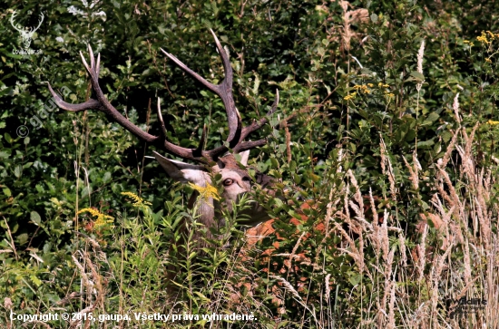 (Cervus elaphus)