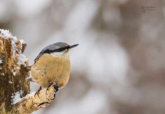 (Sitta europaea)