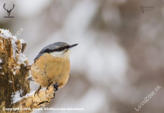 (Sitta europaea)