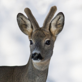 (Capreolus capreolus)