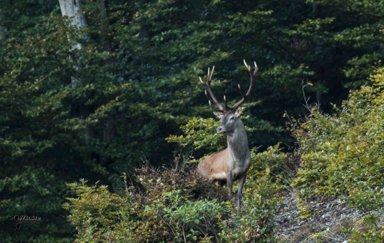 (Cervus elaphus)