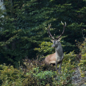 (Cervus elaphus)
