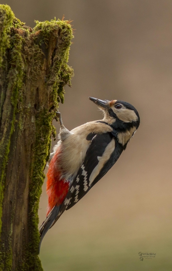 (Dendrocopos major)