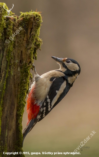 (Dendrocopos major)