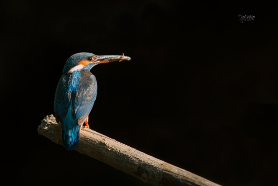(Alcedo atthis)
