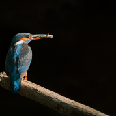(Alcedo atthis)