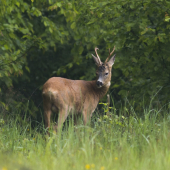 (Capreolus capreolus)