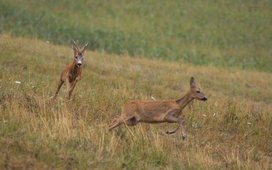 nahánačka plná lásky..
