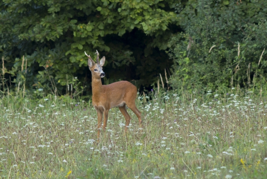 (Capreolus capreolus)