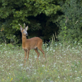 (Capreolus capreolus)