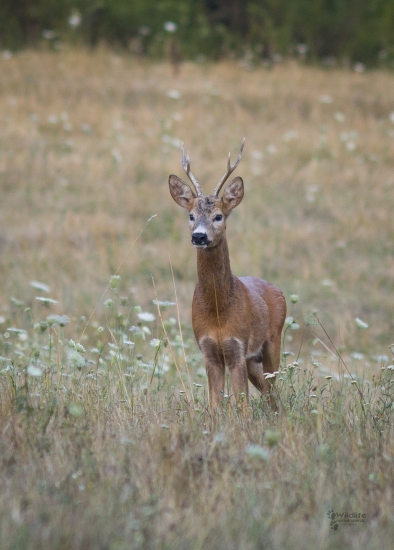 (Capreolus capreolus)