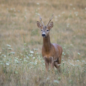 (Capreolus capreolus)