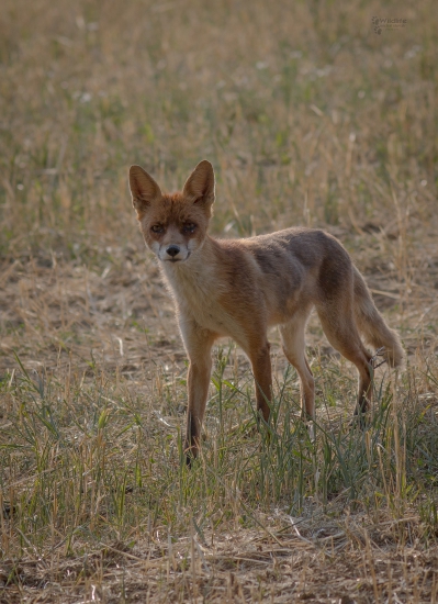 (Vulpes vulpes)