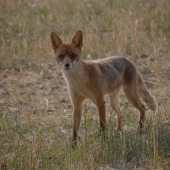 (Vulpes vulpes)