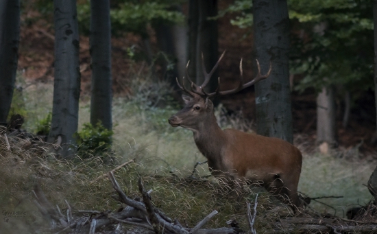 (Cervus elaphus)