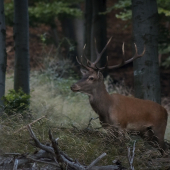 (Cervus elaphus)