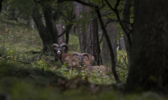 (Ovis musimon)