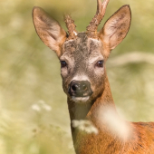 ked sa ruja podari.....