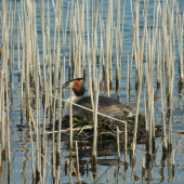 Potápka chochlatá - hniezdenie