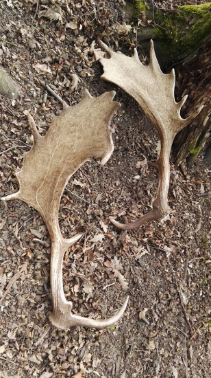 prvo aprilova prechadzka