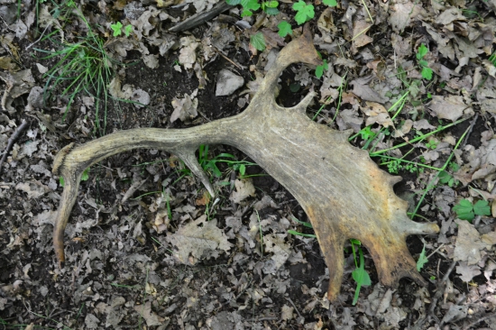 Nečakané prekvapenie