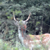 Daniel  so špagátom