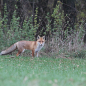 líska na prechádzke