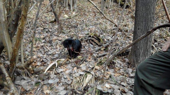 Dag a zhodiky šestoračika