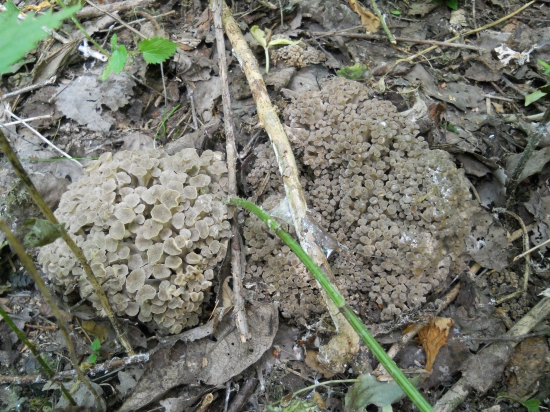 Trudnik klobučkovitý