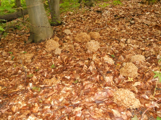 Trudnik klobučkovitý