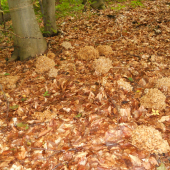 Trudnik klobučkovitý