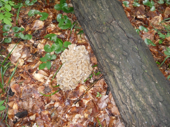 Trudnik klobučkovitý