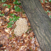 Trudnik klobučkovitý