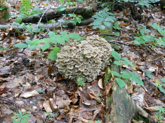 Trudnik klobučkovitý