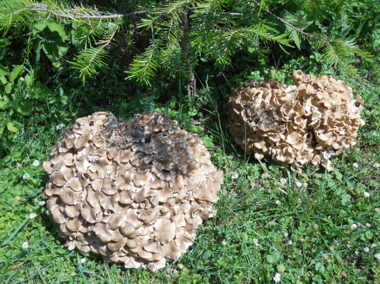 Trudnik klobučkovitý