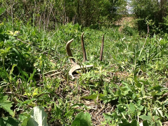 Ešte stále „rastú”. 12ka