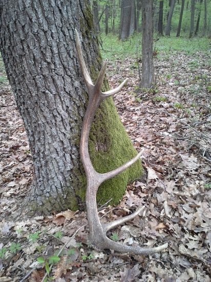 Kamarátova dvanástka