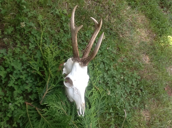 Trojružicová raritka