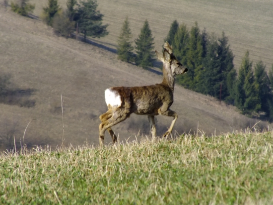 Srnček