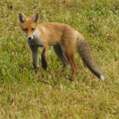Lišča