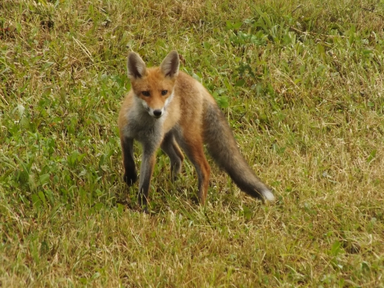 Lišča