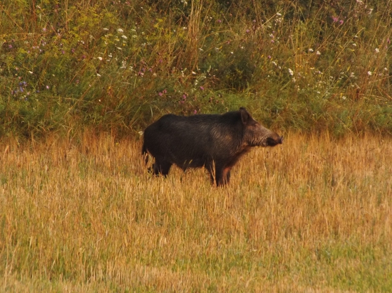 Kanček na strnisku