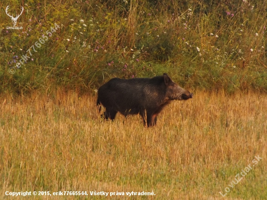 Kanček na strnisku