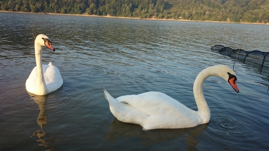 Labuťe