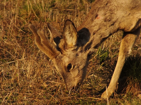 Srnček