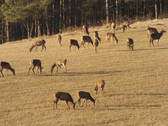 Vysoká